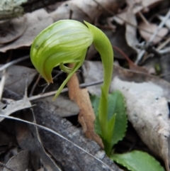 Pterostylis nutans (Nodding Greenhood) at Aranda Bushland - 10 Sep 2018 by CathB