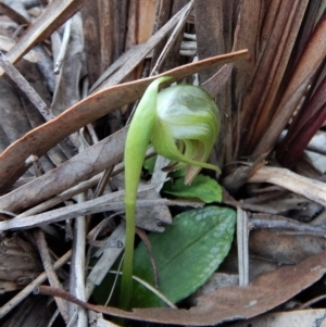 Pterostylis nutans at Belconnen, ACT - 10 Sep 2018