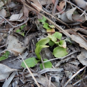 Pterostylis nutans at Belconnen, ACT - 10 Sep 2018