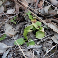 Pterostylis nutans at Belconnen, ACT - 10 Sep 2018
