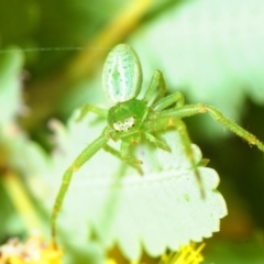 Lehtinelagia sp. (genus) (Flower Spider or Crab Spider) at Molonglo Valley, ACT - 8 Sep 2018 by Harrisi