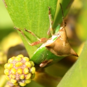 Cuspicona stenuella at Molonglo Valley, ACT - 10 Sep 2018