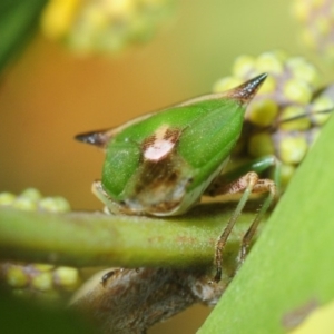 Cuspicona stenuella at Molonglo Valley, ACT - 10 Sep 2018