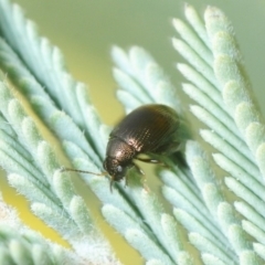 Alticini (tribe) (Unidentified flea beetle) at Molonglo Valley, ACT - 10 Sep 2018 by Harrisi