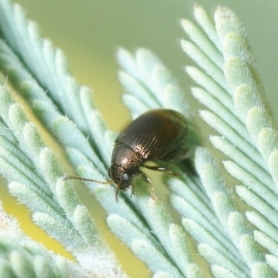 Alticini (tribe) (Unidentified flea beetle) at Sth Tablelands Ecosystem Park - 10 Sep 2018 by Harrisi