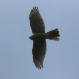 Tachyspiza cirrocephala at Forbes Creek, NSW - 10 Sep 2018