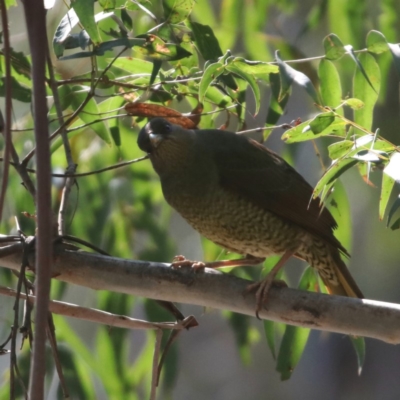 Ptilonorhynchus violaceus (Satin Bowerbird) at Palerang, NSW - 10 Sep 2018 by redsnow