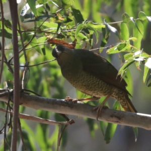 Ptilonorhynchus violaceus at Palerang, NSW - 10 Sep 2018