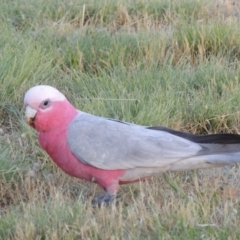 Eolophus roseicapilla (Galah) at Pine Island to Point Hut - 25 Nov 2014 by michaelb