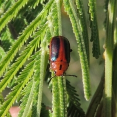 Calomela curtisi (Acacia leaf beetle) at Tennent, ACT - 21 Dec 2014 by michaelb