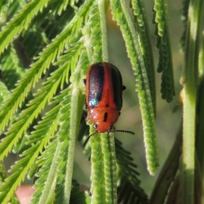 Calomela curtisi (Acacia leaf beetle) at Tennent, ACT - 21 Dec 2014 by MichaelBedingfield