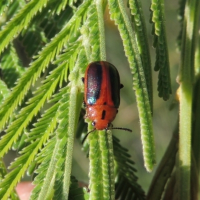 Calomela curtisi (Acacia leaf beetle) at Gigerline Nature Reserve - 21 Dec 2014 by michaelb