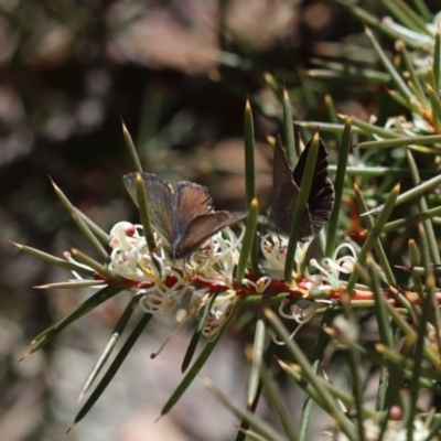 Erina acasta (Blotched Dusky-blue) at Canberra Central, ACT - 9 Sep 2018 by PeterR