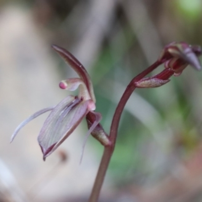 Cyrtostylis reniformis (Common Gnat Orchid) at Acton, ACT - 9 Sep 2018 by PeterR