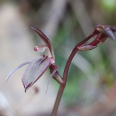 Cyrtostylis reniformis (Common Gnat Orchid) at Black Mountain - 9 Sep 2018 by PeterR