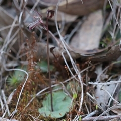 Cyrtostylis reniformis at suppressed - 9 Sep 2018