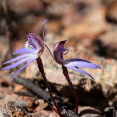 Cyanicula caerulea (Blue Fingers, Blue Fairies) at Canberra Central, ACT - 9 Sep 2018 by PeterR