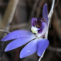 Cyanicula caerulea at Canberra Central, ACT - 9 Sep 2018