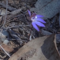 Cyanicula caerulea at Canberra Central, ACT - suppressed