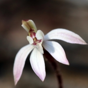 Caladenia fuscata at Canberra Central, ACT - 9 Sep 2018