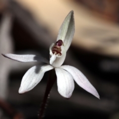 Caladenia fuscata at Canberra Central, ACT - 9 Sep 2018