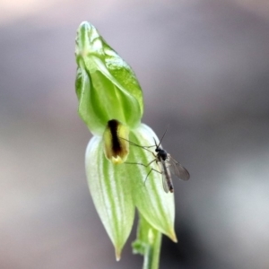 Bunochilus umbrinus (ACT) = Pterostylis umbrina (NSW) at suppressed - 1 Sep 2018