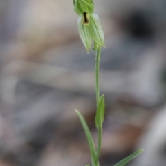 Bunochilus umbrinus (ACT) = Pterostylis umbrina (NSW) at suppressed - 1 Sep 2018