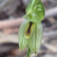 Bunochilus umbrinus (ACT) = Pterostylis umbrina (NSW) at suppressed - suppressed