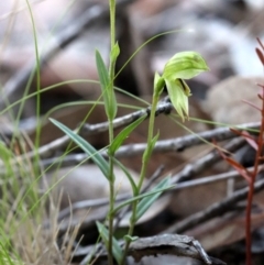 Bunochilus umbrinus (Broad-sepaled Leafy Greenhood) at Black Mountain - 4 Sep 2018 by PeterR