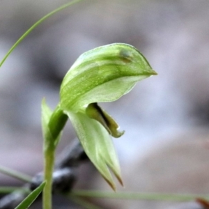 Bunochilus umbrinus (ACT) = Pterostylis umbrina (NSW) at suppressed - 4 Sep 2018