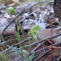 Bunochilus umbrinus (ACT) = Pterostylis umbrina (NSW) at suppressed - 4 Sep 2018