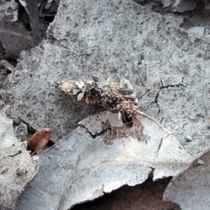 Hyalarcta huebneri at Belconnen, ACT - 10 Sep 2018 04:52 PM