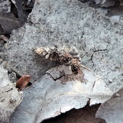 Hyalarcta huebneri (Leafy Case Moth) at Aranda Bushland - 10 Sep 2018 by CathB