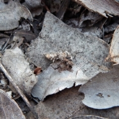 Hyalarcta huebneri at Belconnen, ACT - 10 Sep 2018