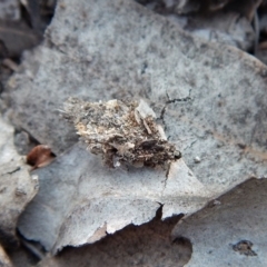 Hyalarcta huebneri at Belconnen, ACT - 10 Sep 2018 04:52 PM