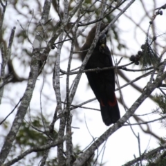 Calyptorhynchus lathami (Glossy Black-Cockatoo) at Undefined - 7 Sep 2018 by Karen Davis