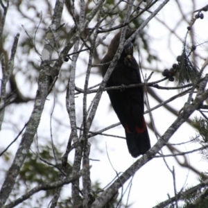 Calyptorhynchus lathami at undefined - 7 Sep 2018