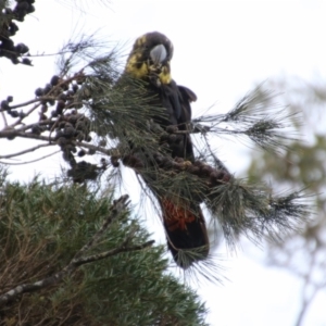 Calyptorhynchus lathami lathami at undefined - suppressed