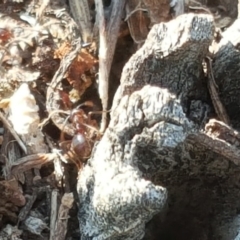 Papyrius nitidus (Shining Coconut Ant) at Jerrabomberra, ACT - 11 Sep 2018 by Mike