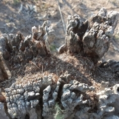 Papyrius nitidus at Jerrabomberra, ACT - 11 Sep 2018