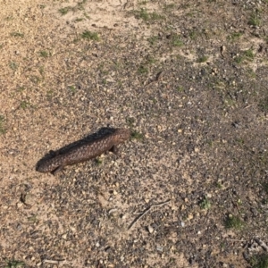 Tiliqua rugosa at Forde, ACT - 11 Sep 2018 02:51 PM