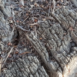 Papyrius nitidus at Symonston, ACT - 11 Sep 2018