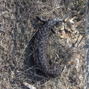 Tiliqua rugosa at Sutton, NSW - 11 Sep 2018