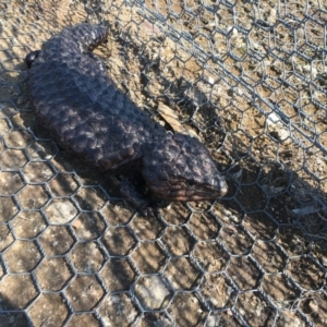 Tiliqua rugosa at Gungahlin, ACT - 11 Sep 2018