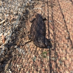 Tiliqua rugosa (Shingleback Lizard) at Mulligans Flat - 11 Sep 2018 by Mothy