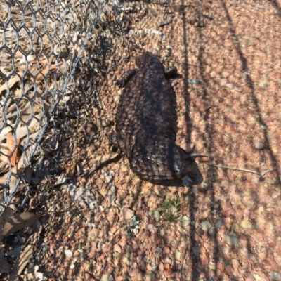 Tiliqua rugosa (Shingleback Lizard) at Mulligans Flat - 11 Sep 2018 by Mothy
