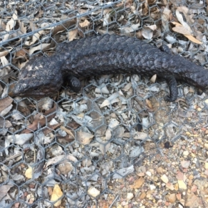 Tiliqua rugosa at Gungahlin, ACT - 11 Sep 2018