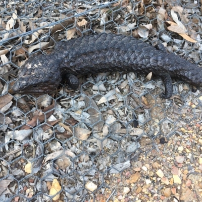 Tiliqua rugosa (Shingleback Lizard) at Mulligans Flat - 11 Sep 2018 by Mothy