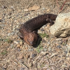 Tiliqua rugosa (Shingleback Lizard) at Mulligans Flat - 11 Sep 2018 by Mothy