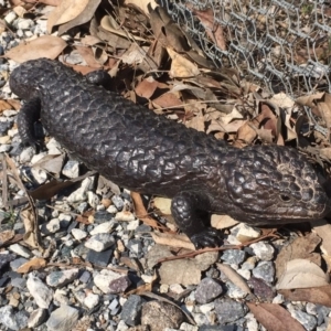 Tiliqua rugosa at Gungahlin, ACT - 11 Sep 2018 01:57 PM